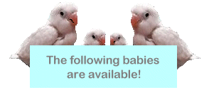 babe.gif (31186 bytes)